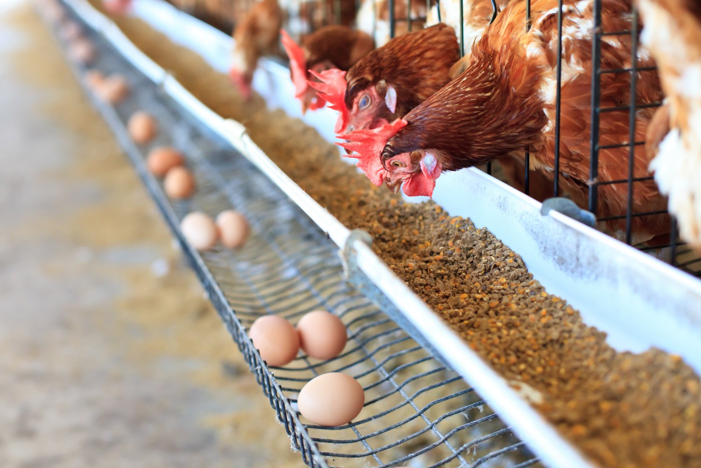 Aves em início de postura exigem atenção especial em alimentação, manejo e ambiente