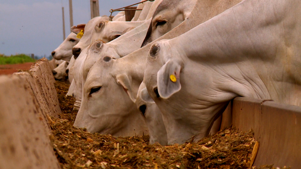 Brasil aumenta em 10% a produção de ração animal em 2020